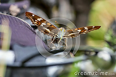 Butterfly Lesser Purple Emperor & x28;Apatura ilia& x29; Stock Photo