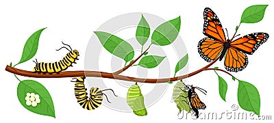 Butterfly life cycle. Cartoon caterpillar insects metamorphosis, eggs, larva, pupa, imago stages vector illustration Vector Illustration