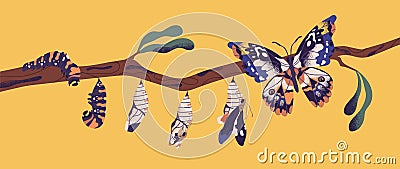 Butterfly life cycle - caterpillar, larva, pupa, imago eclosion. Stages of metamorphosis, growth and transformation Vector Illustration