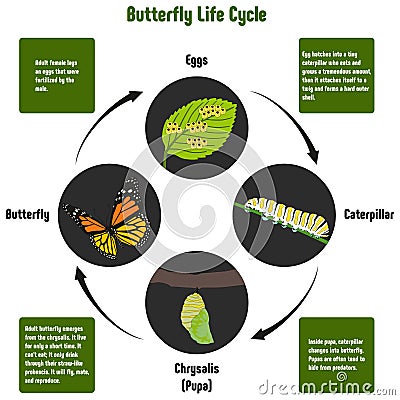 Butterfly Life Cycle Diagram Vector Illustration