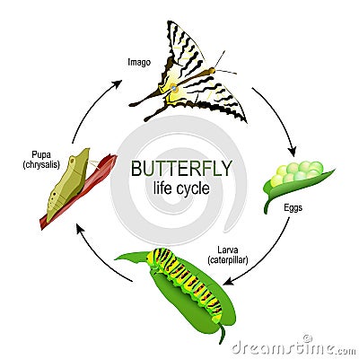 Butterfly life cycle from eggs and Larva caterpillar to Pupa chrysalis and Imago Vector Illustration