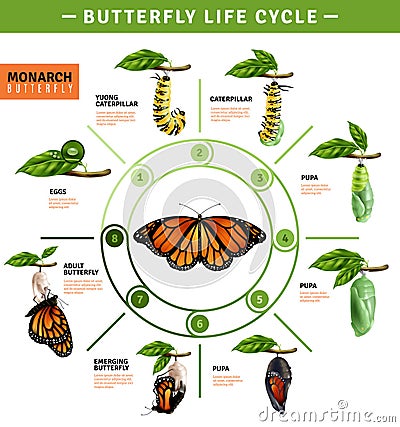 Butterfly Life Cycle Infographics Vector Illustration