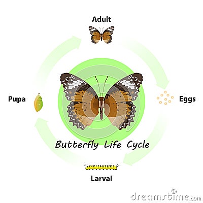 Butterfly life cycle vector for graphic design. Vector Illustration