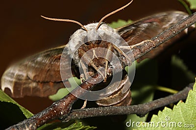 Butterfly lime hawk moth close-up on a branch Stock Photo