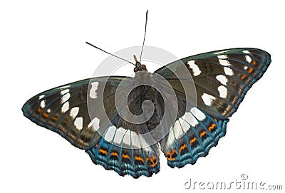 Butterfly (Limenitis populi ussuriensis) 4 Stock Photo