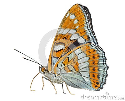 Butterfly (Limenitis populi ussuriensis) Stock Photo