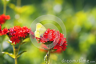 Butterfly Limonite, common brimstone, Gonepteryx rhamni on the Lychnis chalcedonica blooming plant outdoors Stock Photo