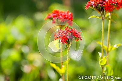 Butterfly Limonite, common brimstone, Gonepteryx rhamni on the Lychnis chalcedonica blooming plant outdoors Stock Photo