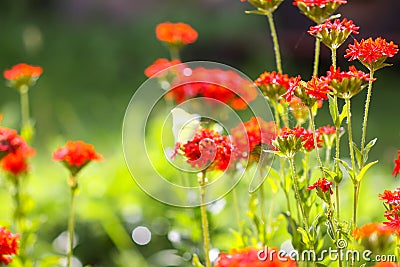Butterfly Limonite, common brimstone, Gonepteryx rhamni on the Lychnis chalcedonica blooming plant outdoors Stock Photo