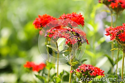 Butterfly Limonite, common brimstone, Gonepteryx rhamni on the Lychnis chalcedonica blooming plant outdoors Stock Photo