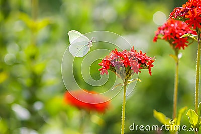 Butterfly Limonite, common brimstone, Gonepteryx rhamni on the Lychnis chalcedonica blooming plant outdoors Stock Photo