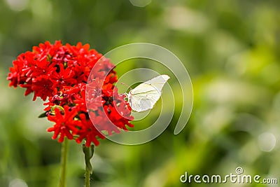 Butterfly Limonite, common brimstone, Gonepteryx rhamni on the Lychnis chalcedonica blooming plant outdoors Stock Photo