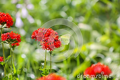 Butterfly Limonite, common brimstone, Gonepteryx rhamni on the Lychnis chalcedonica blooming plant outdoors Stock Photo