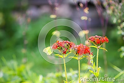 Butterfly Limonite, common brimstone, Gonepteryx rhamni on the Lychnis chalcedonica blooming plant outdoors Stock Photo