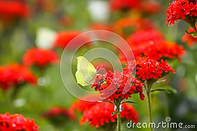 Butterfly Limonite, common brimstone, Gonepteryx rhamni on the Lychnis chalcedonica blooming plant outdoors Stock Photo