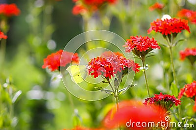 Butterfly Limonite, common brimstone, Gonepteryx rhamni on the Lychnis chalcedonica blooming plant outdoors Stock Photo