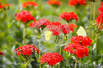 Butterfly Limonite, common brimstone, Gonepteryx rhamni on the Lychnis chalcedonica blooming plant outdoors Stock Photo