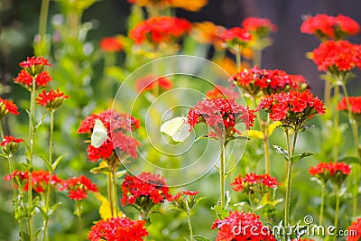 Butterfly Limonite, common brimstone, Gonepteryx rhamni on the Lychnis chalcedonica blooming plant outdoors Stock Photo