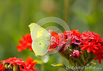 Butterfly Limonite, common brimstone, Gonepteryx rhamni on the Lychnis chalcedonica blooming plant outdoors Stock Photo