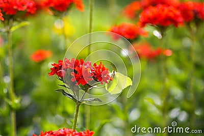 Butterfly Limonite, common brimstone, Gonepteryx rhamni on the Lychnis chalcedonica blooming plant outdoors Stock Photo