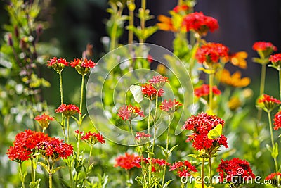 Butterfly Limonite, common brimstone, Gonepteryx rhamni on the Lychnis chalcedonica blooming plant outdoors Stock Photo