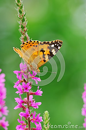 Butterfly on loosestrife Stock Photo