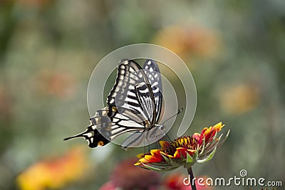 Butterfly love flowers Stock Photo