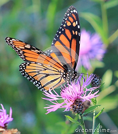 Butterfly Stock Photo