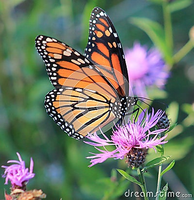 Butterfly Stock Photo