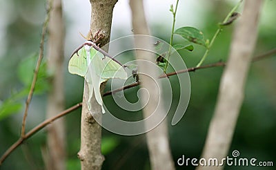 Butterfly Luna Moth Stock Photo