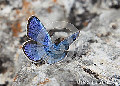 Butterfly Lycaenidae on a stone Stock Photo