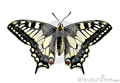 Butterfly Machaon with open wings symmetrically Vector Illustration