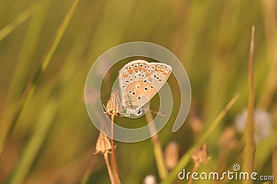 Butterfly Stock Photo