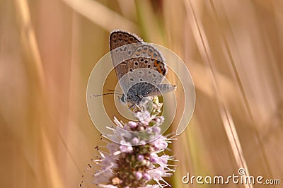 Butterfly Stock Photo