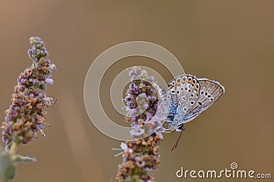 Butterfly Stock Photo