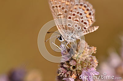 Butterfly Stock Photo