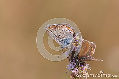 Butterfly Stock Photo