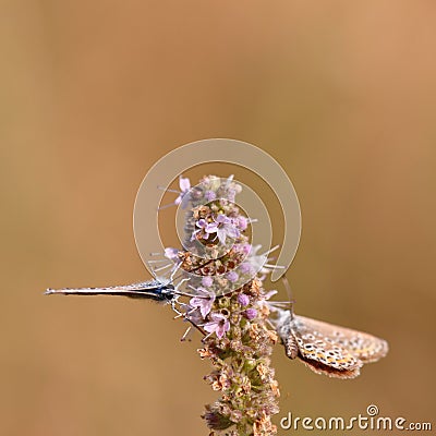 Butterfly Stock Photo