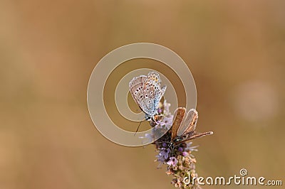 Butterfly Stock Photo