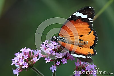 Butterfly macro h Stock Photo