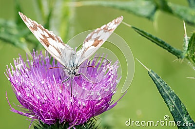 Butterfly macro Stock Photo