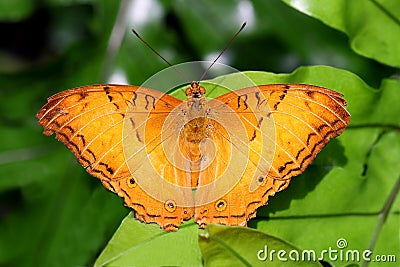 Butterfly Malay cruiser Vindula dejone family Nymphalidae Stock Photo