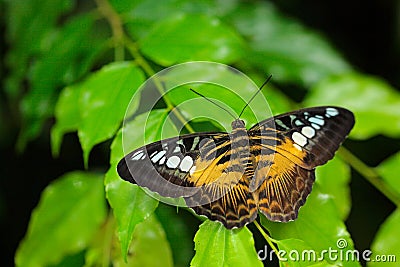 Butterfly from Malaysia and Borneo. Beautiful leaves. Clipper butterfly, Parthenos sylvia, sitting on the green leaves. Insect in Stock Photo