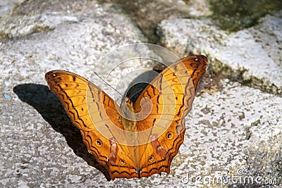 A Butterfly in Malaysia Stock Photo