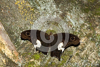 A Butterfly in Malaysia Stock Photo