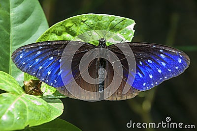 A Butterfly in Malaysia Stock Photo