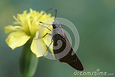Butterfly and marigold, close up Stock Photo