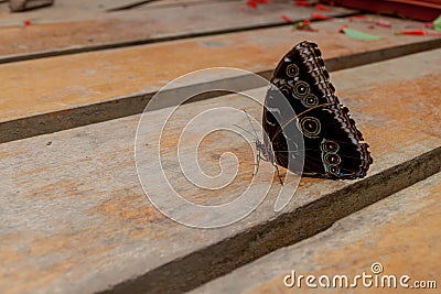 Butterfly in Mariposario The Butterfly House in Mindo Stock Photo