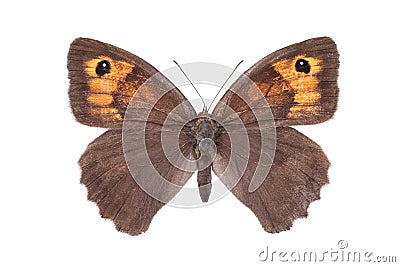 Butterfly meadow brown Maniola jurtina isolated on white Stock Photo