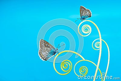 Butterfly in the meadow, field flowers and grass, beautiful summer landscape. Fabulous artistic image, Stock Photo